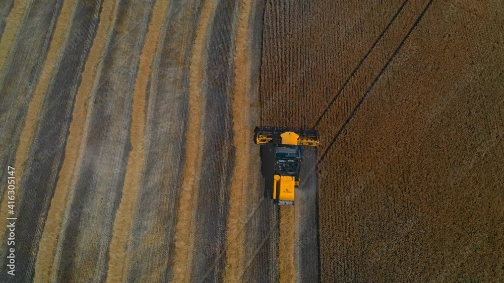Yellow big combine works on field with grain. Agricultural technic gathers crop. Video from above.