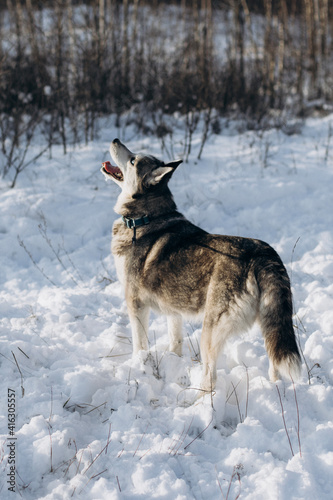 dog in snow