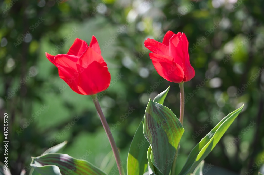 red and white tulips red and white tulips