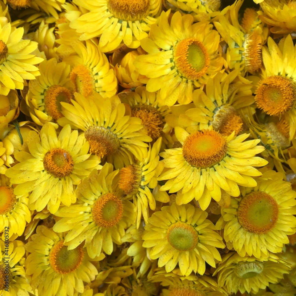 yellow flowers background. yellow flowers background.