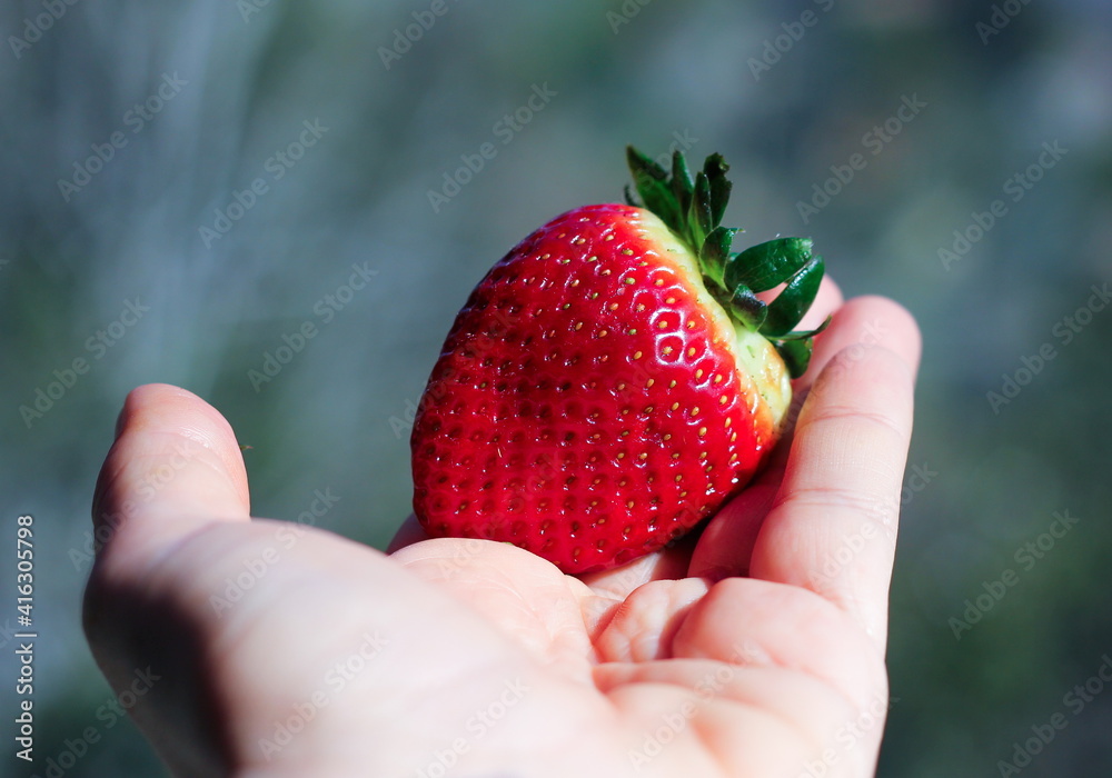 Obraz premium ripe strawberry lying on a woman's palm