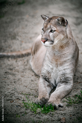 Portrait of a cougar (Puma concolor) lying on the sand. Keeping wild animals in captivity. A predator in all its glory, beautiful fur, powerful paws.