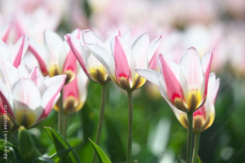 Fototapeta premium pink and white tulips