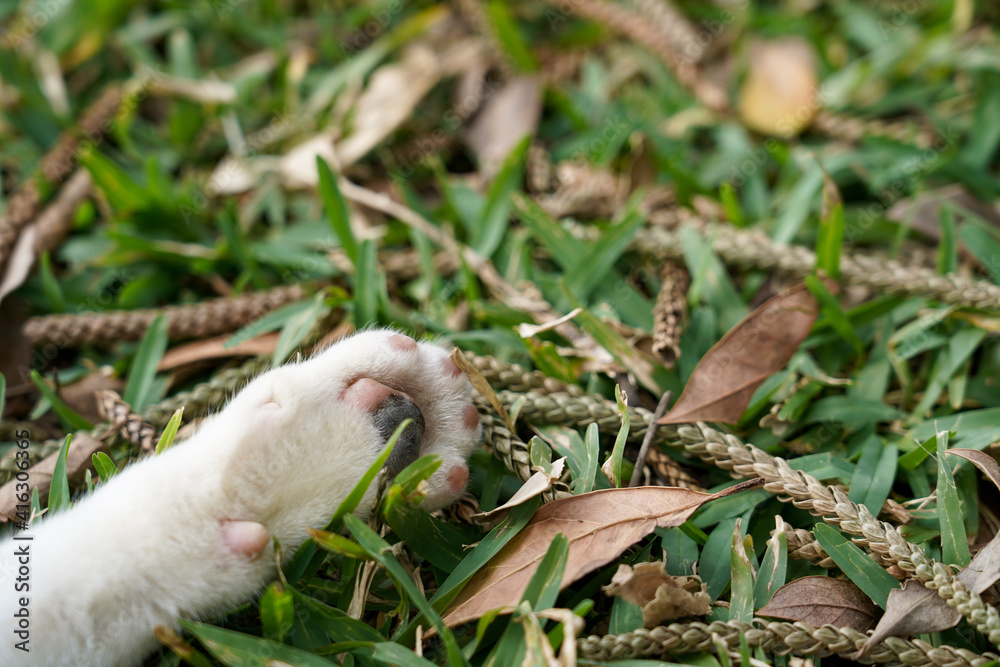 Obraz premium 猫の手 忙しい時に借りたいイメージ