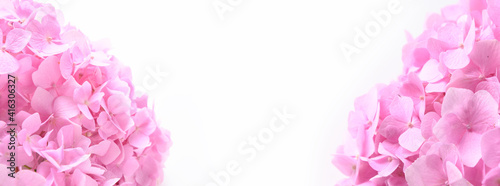 Banner of fresh pink hortensia flowers on white background. Floral greeting card with copy space.