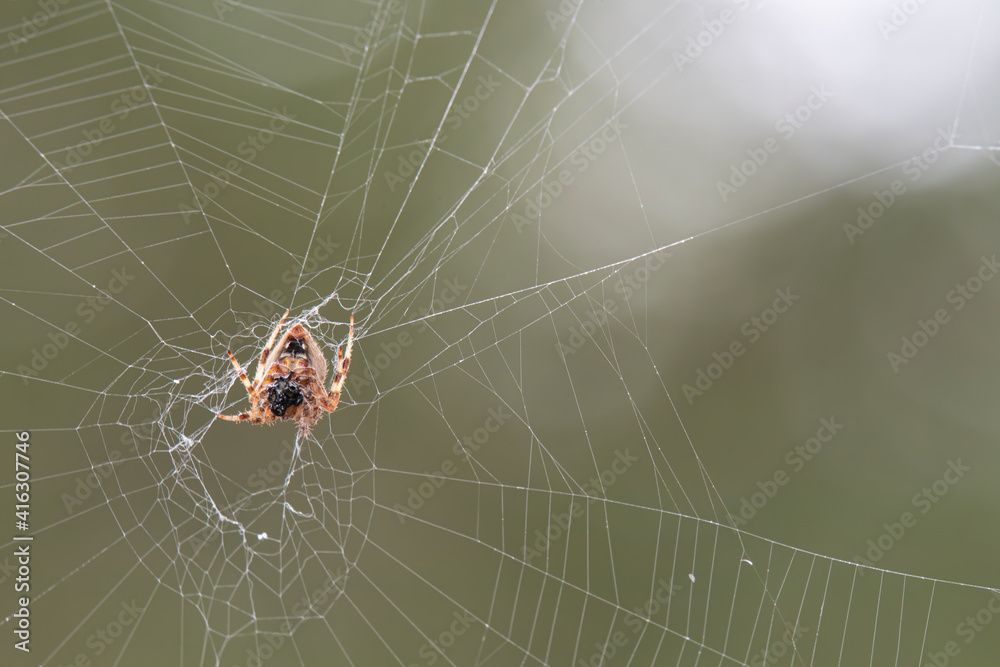 hentz orb weaver spider eating hentz orb weaver spider eating