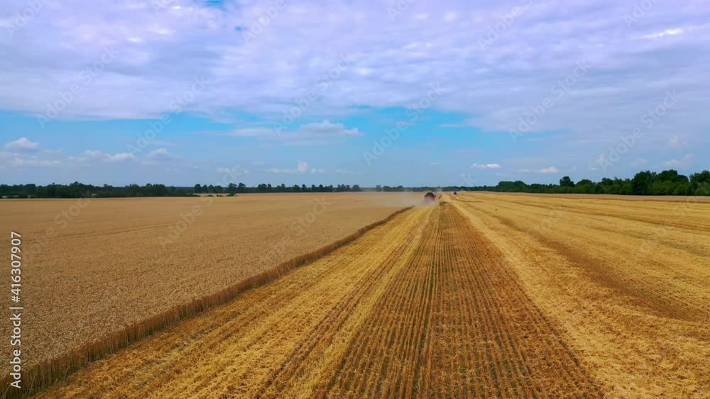 Spectacular front view of a combine harvester harvesting wheat. Yellow dry wheat on the field. Blue sky above.
