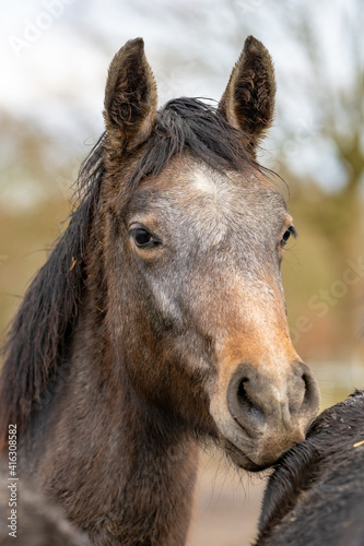 Fototapeta Naklejka Na Ścianę i Meble -  Horses head in a herd of stallions. They look curiously into the camera, Gray horse