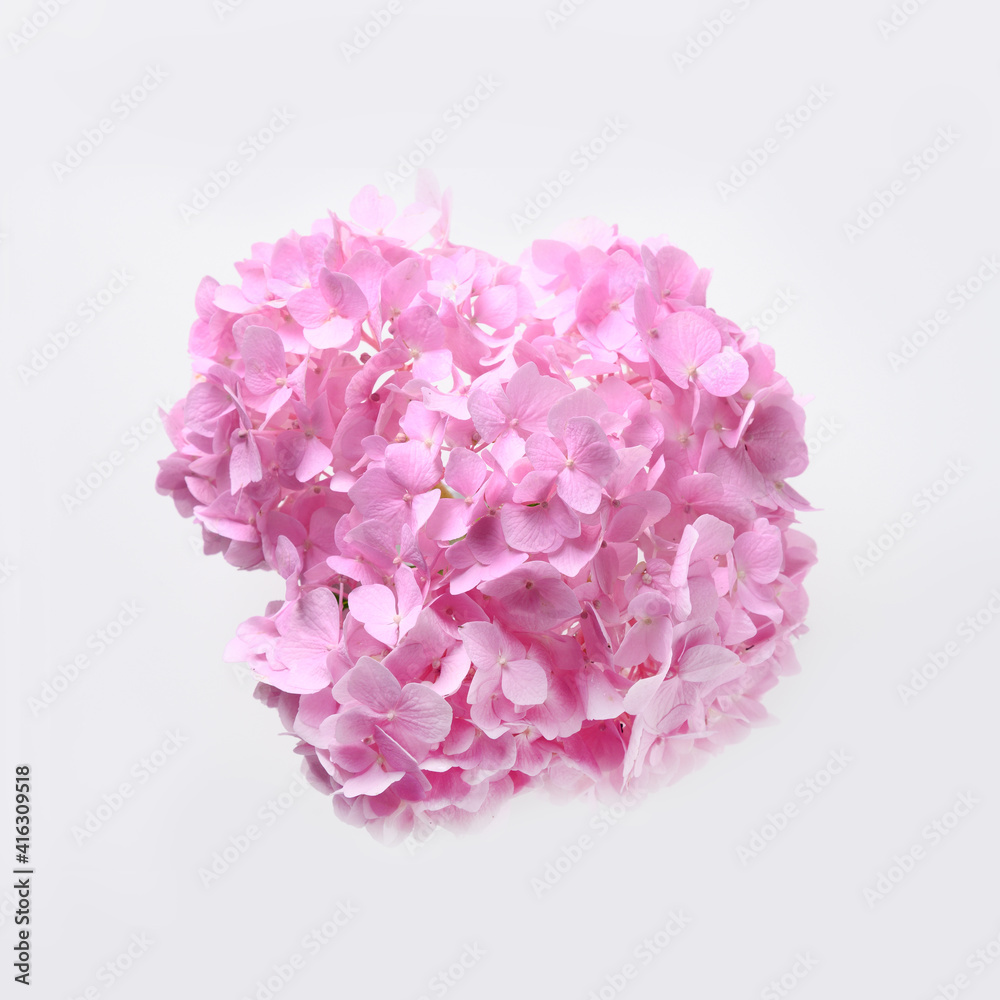 Pink hydrangea flowers on isolated white background. Creative greeting card. View from above.