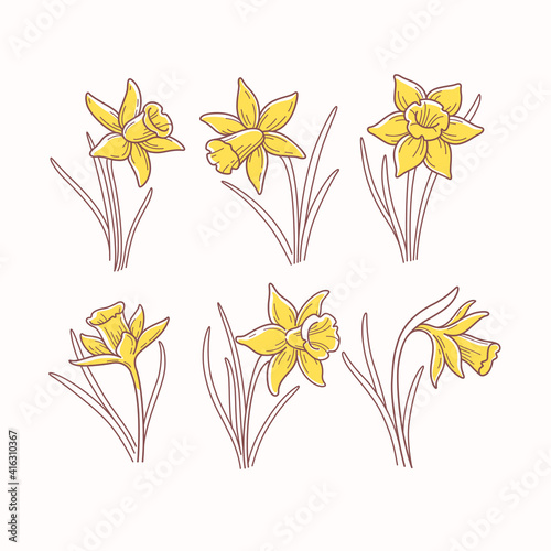 Daffodil flower contour vector illustration. Different types of flower. Daffodil flower contour vector illustration. Different types of flower. 