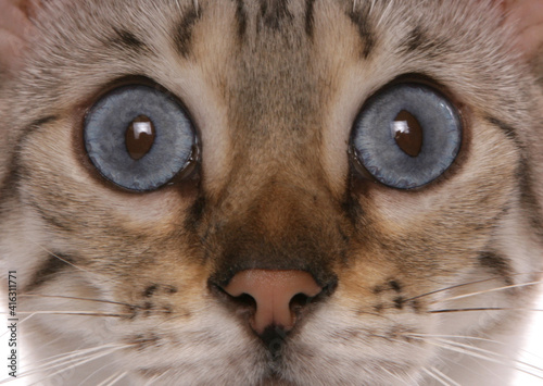 blue eyed snow bengal cat portrait