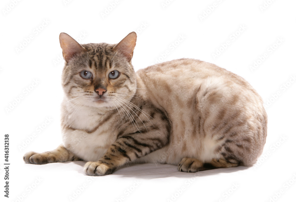 Blue eyed snow spotted bengal cat