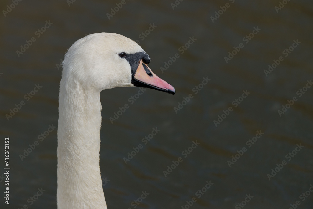 Fototapeta premium Headshot of Mute swan (Cygnus olor)