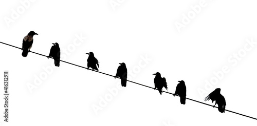 Crows rest on a power line, against a background of white snow. Silhouettes