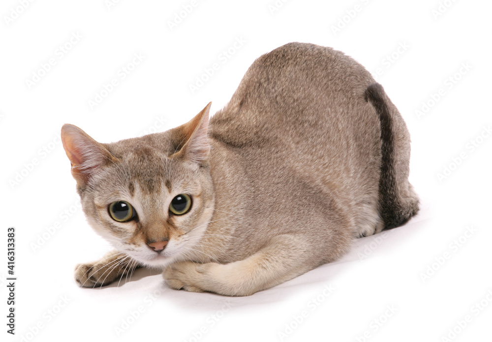 singapura adult cat