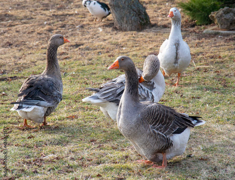 Flock of geese on the farm. Rural landscape. Flock of geese on the farm. Rural landscape.
