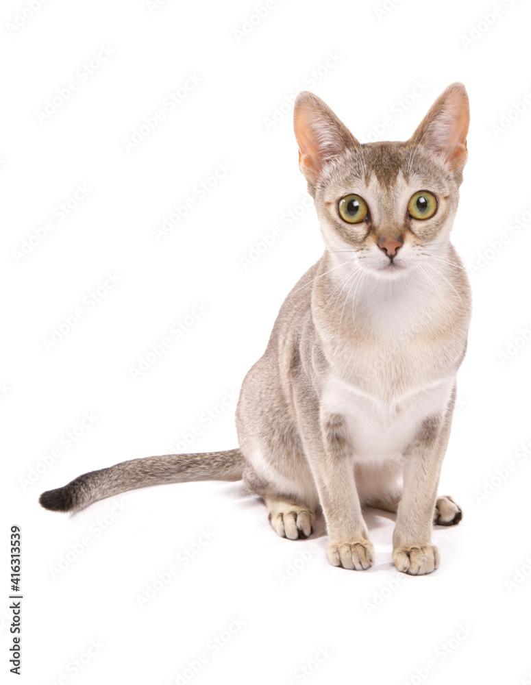 singapura adult cat singapura adult cat
