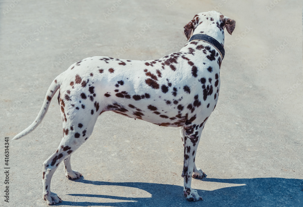 Beautiful dalmatian on the pavement. Cute dog with brown spots. Dalmatian in a collar walking outdoor, looking for something.