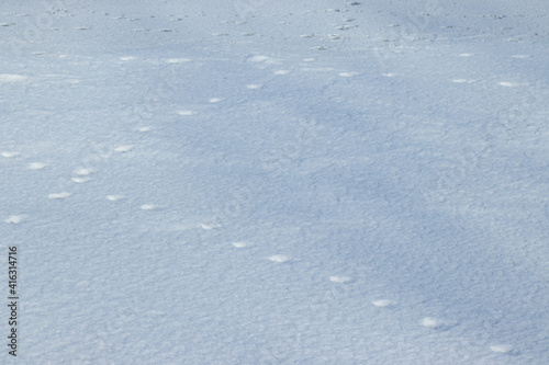 Animal tracks in the snow