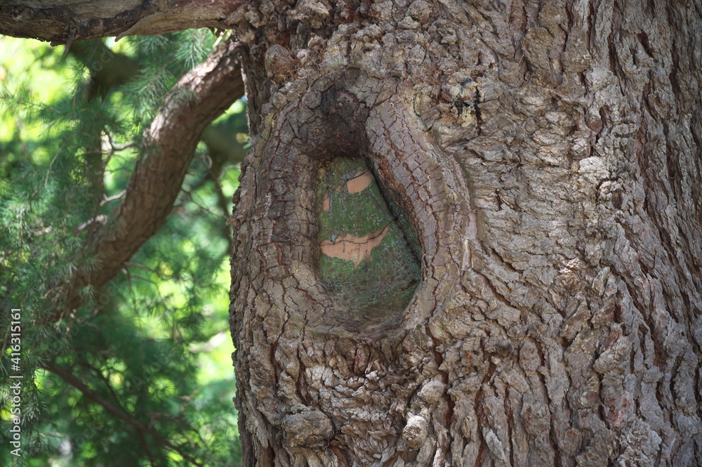 Obraz premium trees in the reserve