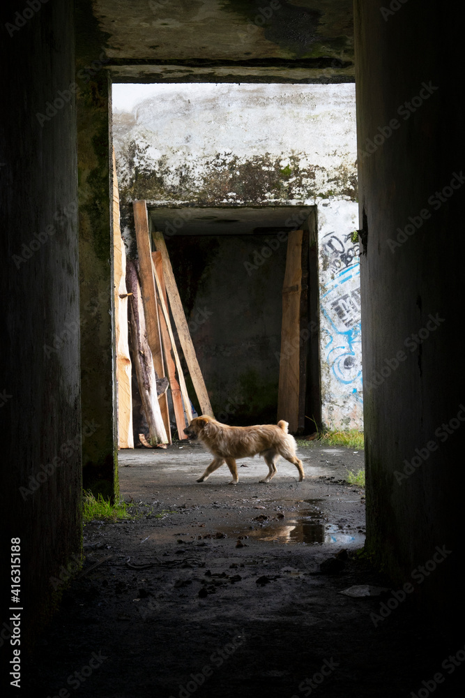 Fototapeta premium animal en ruinas 