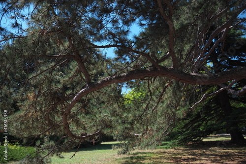 trees in the reserve