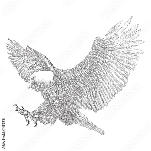 Bald eagle swoop attack winged hand draw sketch black line doodle monochrome on white background vector.