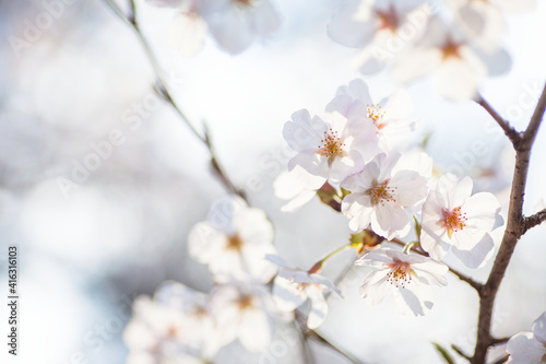 桜