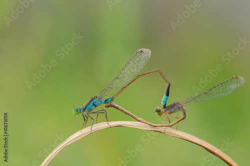 Picture of a Damselfly breed.