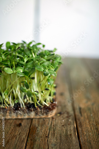 Microgreens sunflower on wooden background, Vegan micro sunflower greens shoots, Growing healthy eating concept,  Idea for healthy vegan food delivery service.