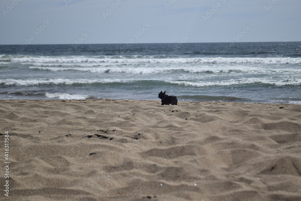 perro en la playa, Chile Maitencillo, playas de Chile perro en la playa, Chile Maitencillo, playas de Chile