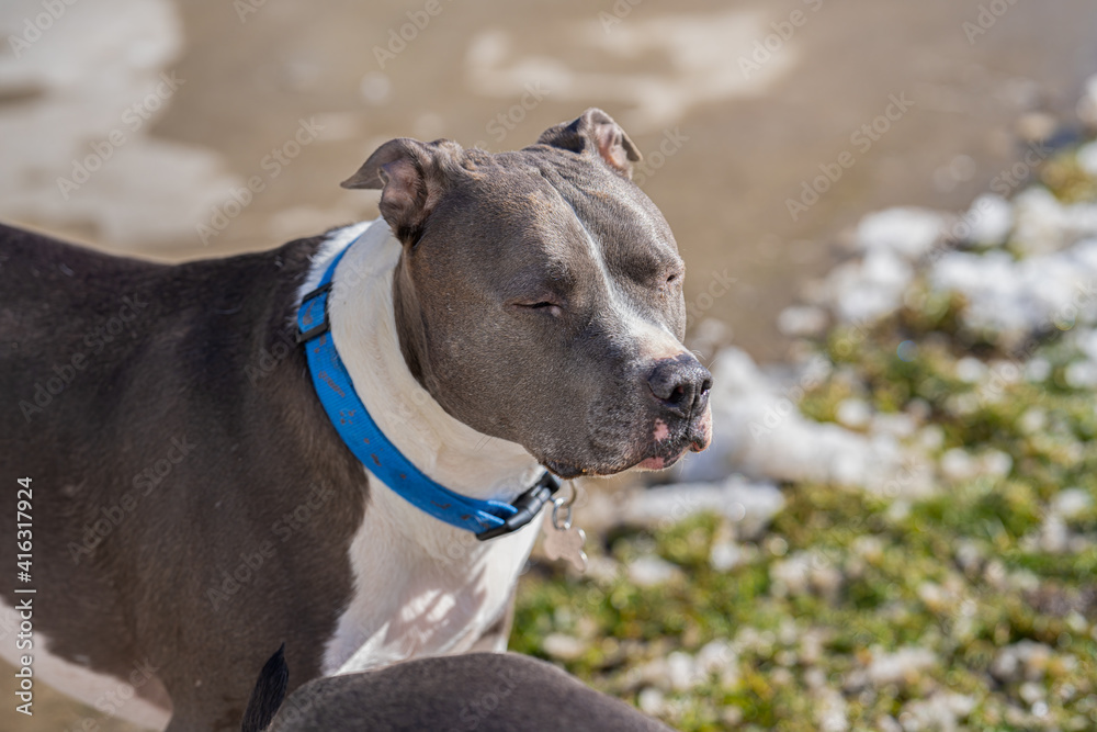adult pitbull terrier closes eyes while enjoying the warmth of the sun