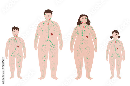 Lymphatic system in obese body
