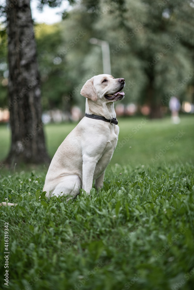 Beautiful young labrador retriever in the summer park.