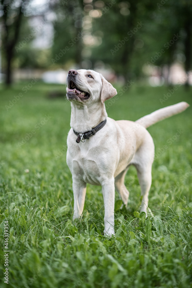 Beautiful young labrador retriever in the summer park.