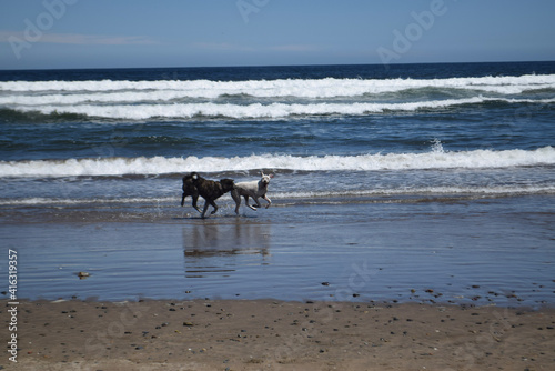 Perros en la playa, playas de chile, Chile Maitencillo 