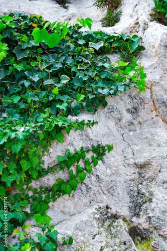 Green branches of ivy creep on a stone of limestone rock