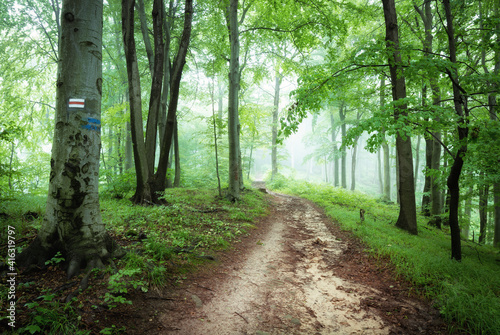 path in the foggy mountain forest