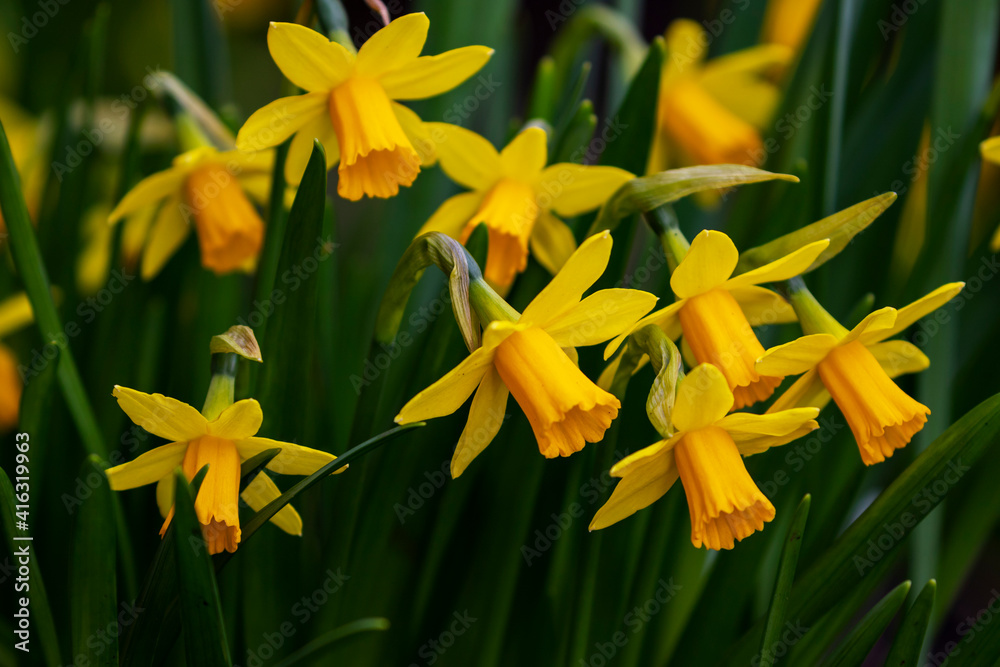 Obraz premium Yellow daffodils (Narcissus) Spring Easter flowers with dark green leaves blooming in garden. Ireland