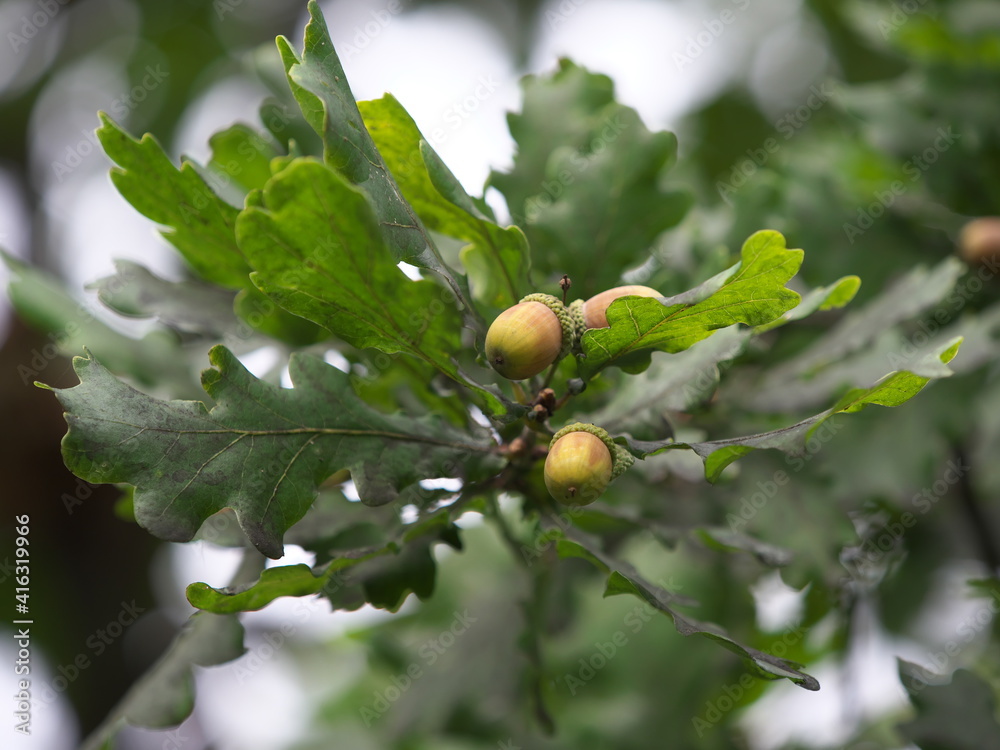 acorns on a branch