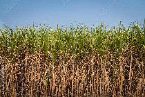 Sugarcane field with blue sky background, harvest to factory to make sugar, alcohol, gasohol and fertilizer.