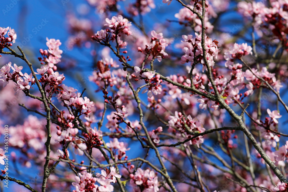Pink cherry blossom flowers and branches against deep blue sky. Flowering Sakura tree with delicate blooms during Spring season. Ireland Pink cherry blossom flowers and branches against deep blue sky. Flowering Sakura tree with delicate blooms during Spring season. Ireland