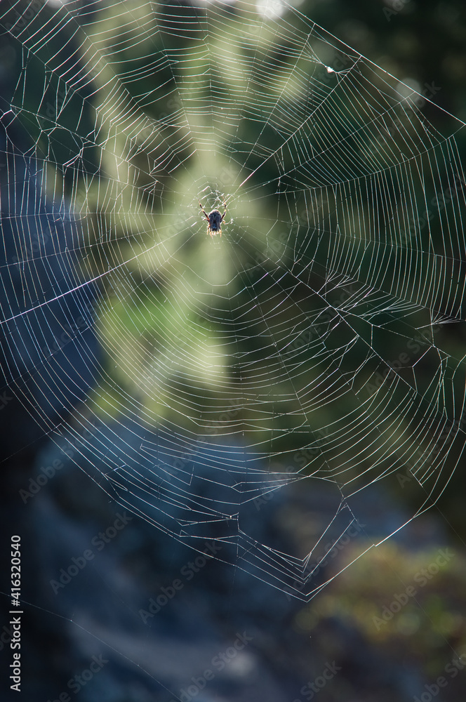 Orb-weaver spider in its web.