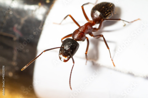 Camponotus nylanderi worker