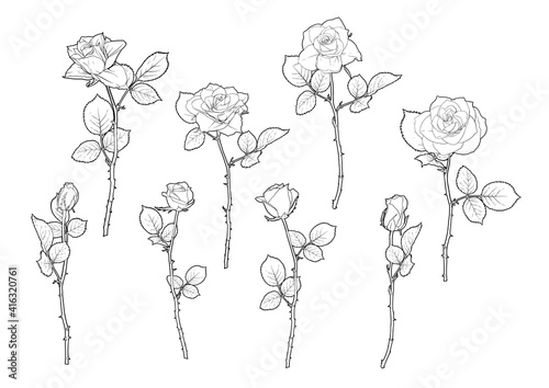 Roses flowers Clip art, set of elements for design Outline hand drawing vector illustration. Graphic drawing, engraving style. Vector illustration. Isolated on white background..