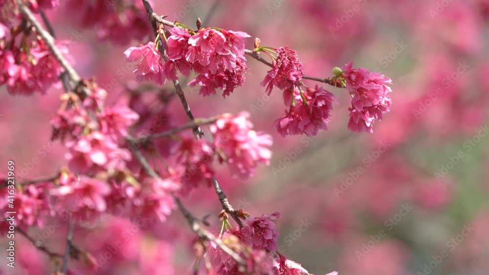 Beautiful Sakura Cherry Blossom in dark pink color in spring. Beautiful Sakura Cherry Blossom in dark pink color in spring.