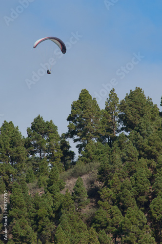 Paraglider over a forest of Canary Island pine. photo