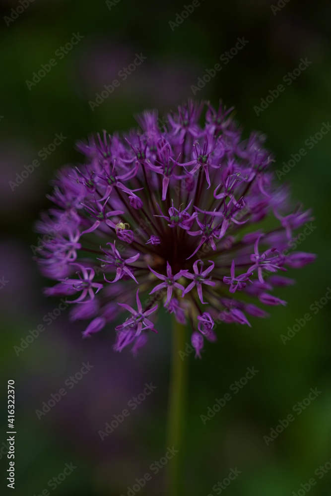 Decorative bow (Allium), close-up, selective focus. A spider sits on a flower. Vertical orientation. Decorative bow (Allium), close-up, selective focus. A spider sits on a flower. Vertical orientation.