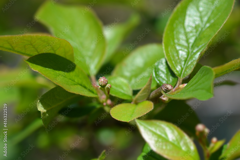 Peking cotoneaster Peking cotoneaster