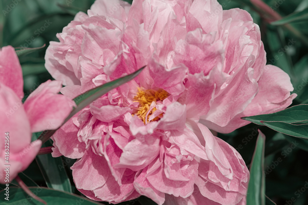 beautiful large peony flower close-up top view. flower of unreal pink color. greeting card concept